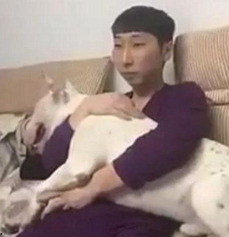 斗牛犬吃瓜群众,斗牛犬视角下的吃瓜群众众生相