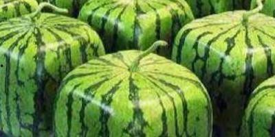 你们还敢吃瓜群众吗英语,Risks and Reflections: Navigating the 'Eating Watermelon' Audience