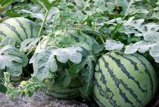 吃瓜学妹跟吃瓜群众有什么区别,揭秘两者间的微妙差异