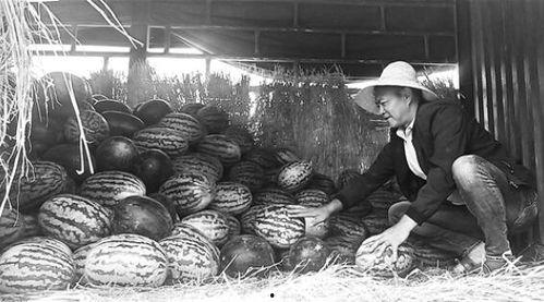 深圳水贝吃瓜群众事件